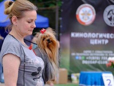 Свыше 200 собак на выставке в Севастополе