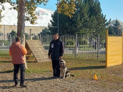 В национальных видах дрессировки сильней овчарки и доберманы